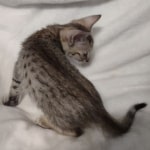 F-3C-savannah-kitten-e