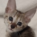 F-3C-savannah-kitten