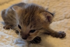 Savannah F-3C Female Kitten DOB 10-18-25