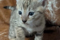 Savannah F-3C Female Kitten DOB 10-18-25