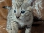 Savannah F-3C Female Kitten DOB 10-18-25