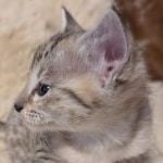 F-C-Female-savannah-Kitten-a