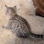 F-C-Female-savannah-Kitten-b