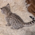F-C-Female-savannah-Kitten-c