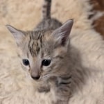 F-C-Female-savannah-Kitten-d