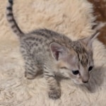 F-C-Female-savannah-Kitten-f