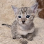 F-C-Female-savannah-Kitten