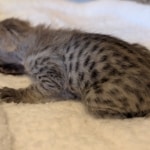Female-F3-Savannah-Kitten-