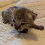 Female-F3-Savannah-Kitten-a