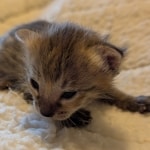Female-F3-Savannah-Kitten-c