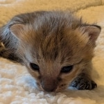 Female-F3-Savannah-Kitten-d