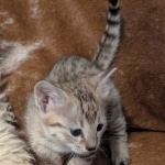Savanah-Female-Kitten-F-3C-a