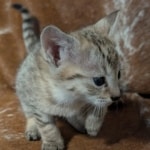 Savanah-Female-Kitten-F-3C-b