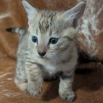 Savanah-Female-Kitten-F-3C-c