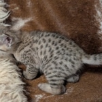 Savanah-Female-Kitten-F-3C-d