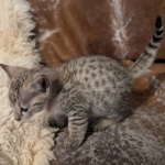Savanah-Female-Kitten-F-3C-f