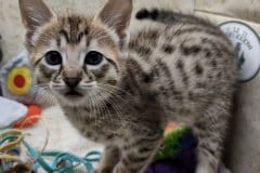 Sengali Savannah F-3C Male #1 BST DOB 8-24-22