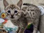 Sengali Savannah F-3C Male #1 BST DOB 8-24-22