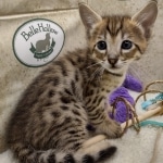 Savannah F-3C Male DOB 8-24-22