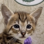 Savannah F-3C Male DOB 8-24-22