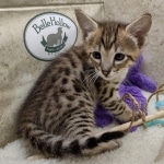 Savannah F-3C Male DOB 8-24-22