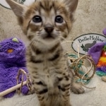 Savannah F-3C Male DOB 8-24-22