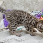 Savannah F-3C Male DOB 8-24-22