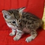 Savannah F-3C Male DOB 8-24-22