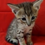 Savannah F-3C Male DOB 8-24-22