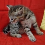 Savannah F-3C Male DOB 8-24-22