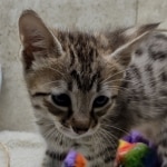 Sengali Savannah F-3C Male DOB 8-24-22