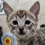 Sengali Savannah F-3C Male DOB 8-24-2