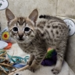 Sengali Savannah F-3C Male DOB 8-24-2