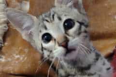 Klaus Savannah F-3C Male #1 DOB 10-21-23