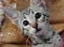 Klaus Savannah F-3C Male #1 DOB 10-21-23