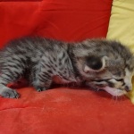 Savannah F-3-male Kitten