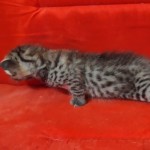 Savannah F-3-male Kitten