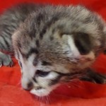 Savannah F-3-male Kitten