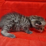 Savannah F-3-male Kitten