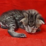 Savannah F-3-male Kitten