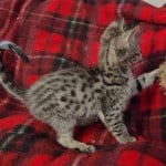 Klaus, F3C savannah Male