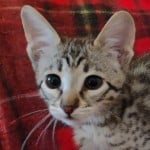 Klaus, F3C savannah Male