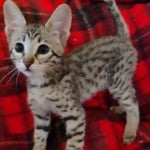 Klaus, F3C savannah Male