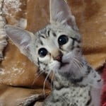 Klaus, F3C savannah Male