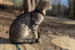 Yota Savannah F-3C Male #2 BST DOB 8-24-22