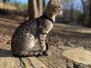 Yota Savannah F-3C Male #2 BST DOB 8-24-22