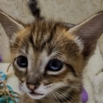 Savannah F-3C Male DOB 8-24-22