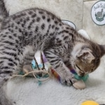 Savannah F-3C Male DOB 8-24-22