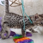 Savannah F-3C Male DOB 8-24-22