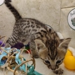 Savannah F-3C Male DOB 8-24-22